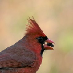 Cardinalis cardinalis image