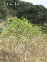 Forestiera phillyreoides