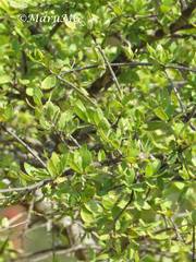 Forestiera phillyreoides