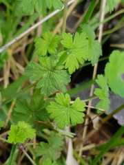 Geranium brevicaule