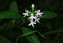 Lobelia borneensis