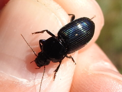 Aztecarpalus schaefferi