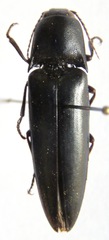 Orthostethus corvinus