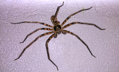 Sparassidae