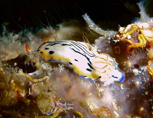 Hypselodoris maritima