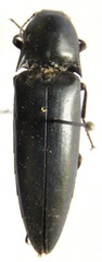 Orthostethus corvinus