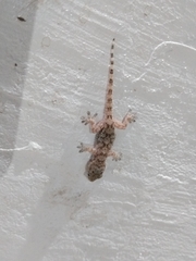 Tarentola mauritanica