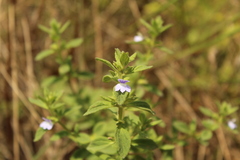 Achetaria bicolor