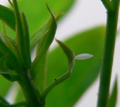 Catopsilia florella