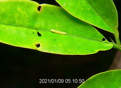 Catopsilia florella