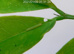 Catopsilia florella