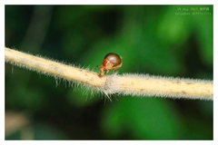 Celyphus difficilis