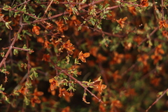 Coleogyne ramosissima