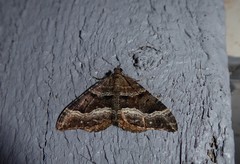 Hydriomena deltoidata