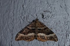 Hydriomena deltoidata