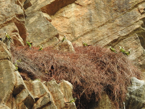 Cliff Parakeet (Myiopsitta luchsi), photo 3
