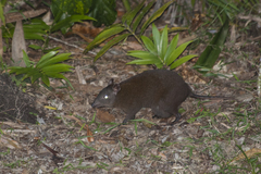 Hypsiprymnodon moschatus