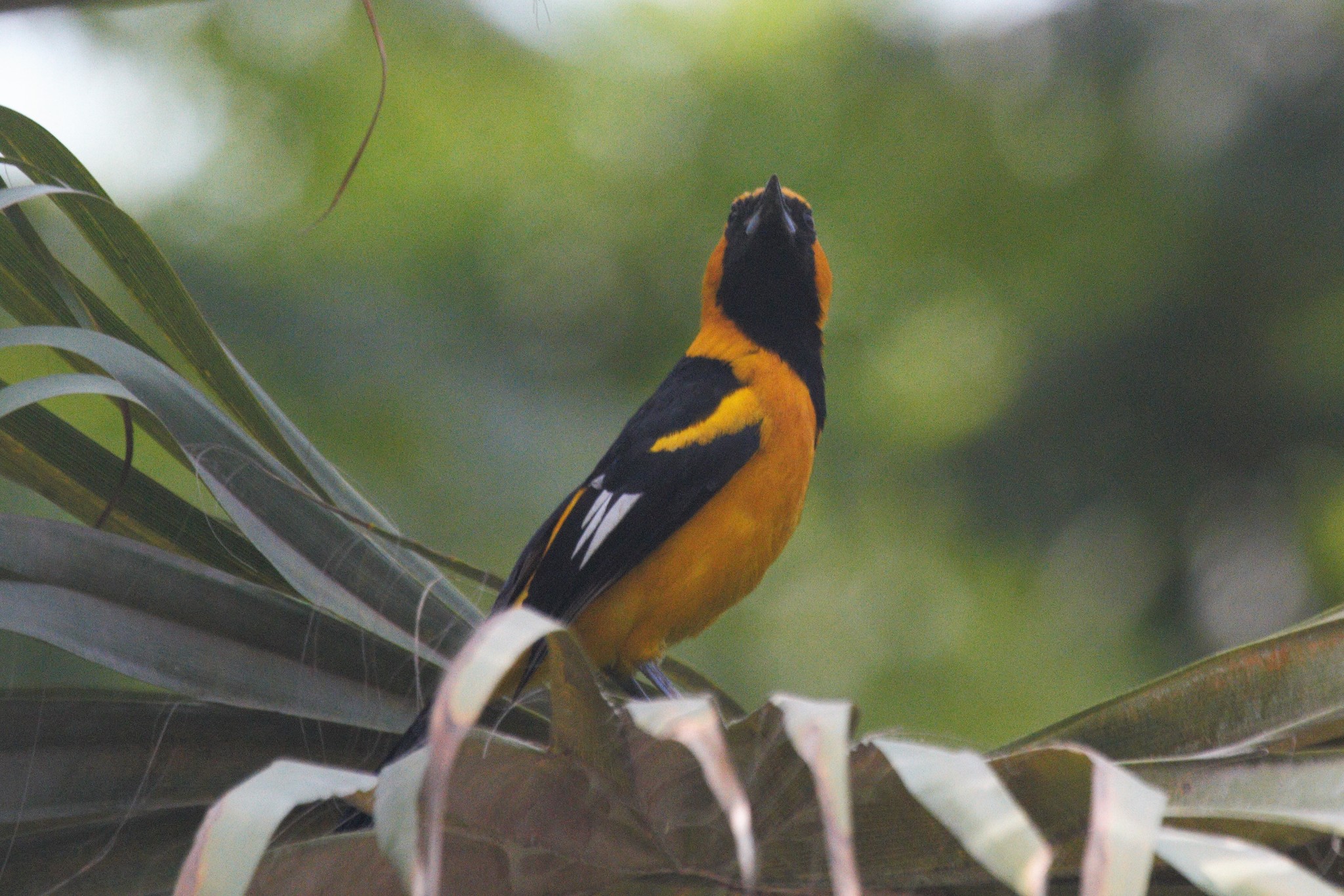 White-edged Oriole (Icterus graceannae), photo 9