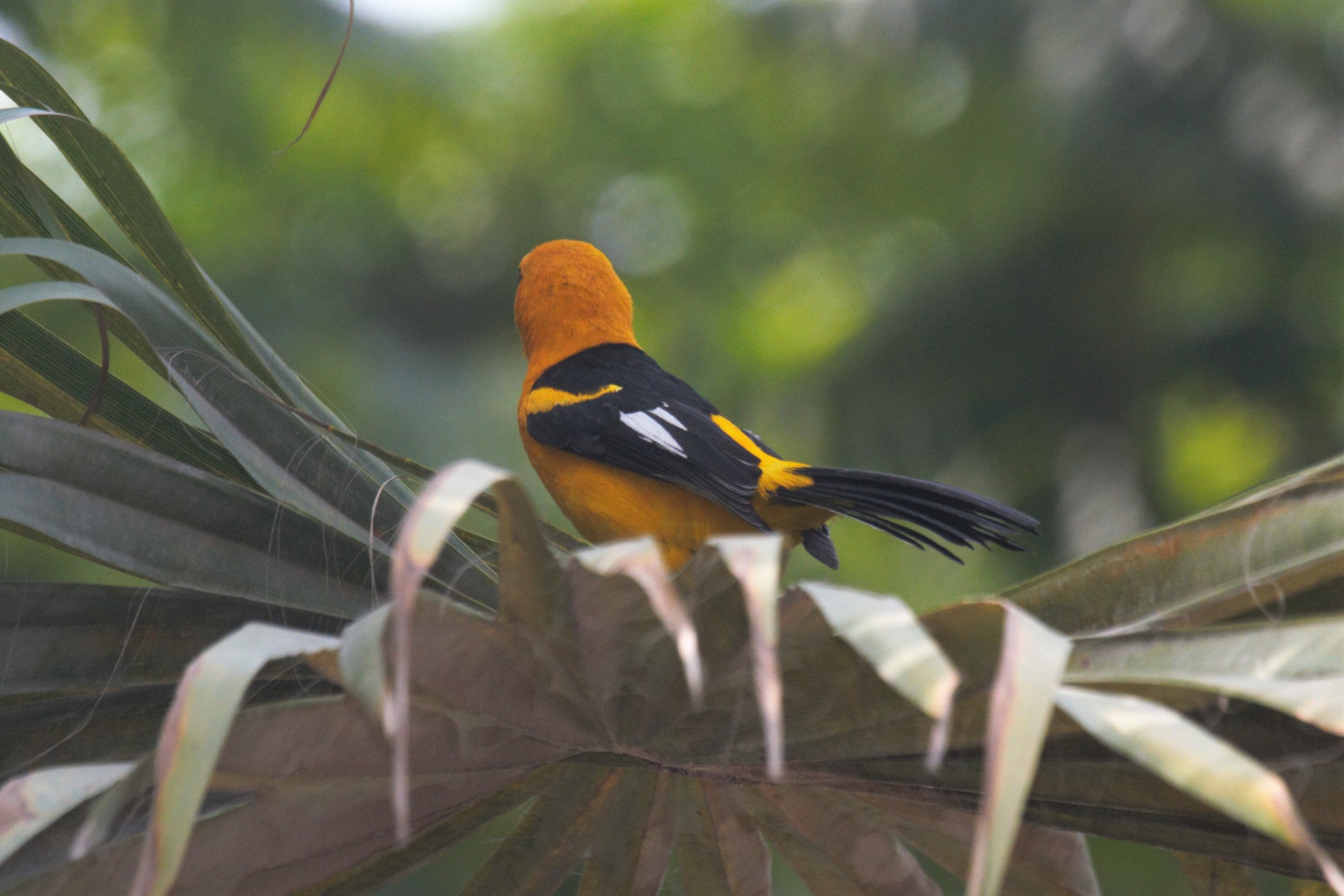 White-edged Oriole (Icterus graceannae), photo 10