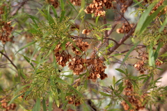 Dodonaea hackettiana