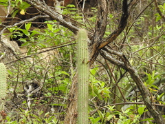 Cleistocactus parviflorus