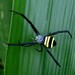 Argiope caesarea - Photo (c) Devin Thabah, some rights reserved (CC BY-NC), uploaded by Devin Thabah