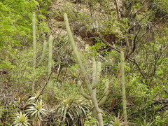Cleistocactus parviflorus
