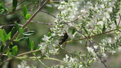 Aegerina