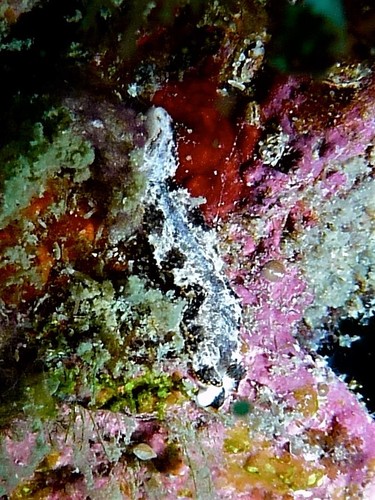 Dermatobranchus fortunatus