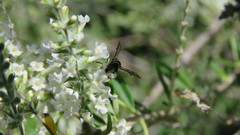 Aegerina