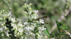 Aegerina