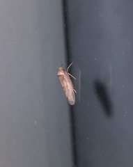Sordana sordida