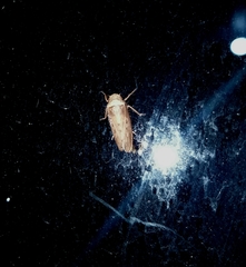 Sordana sordida