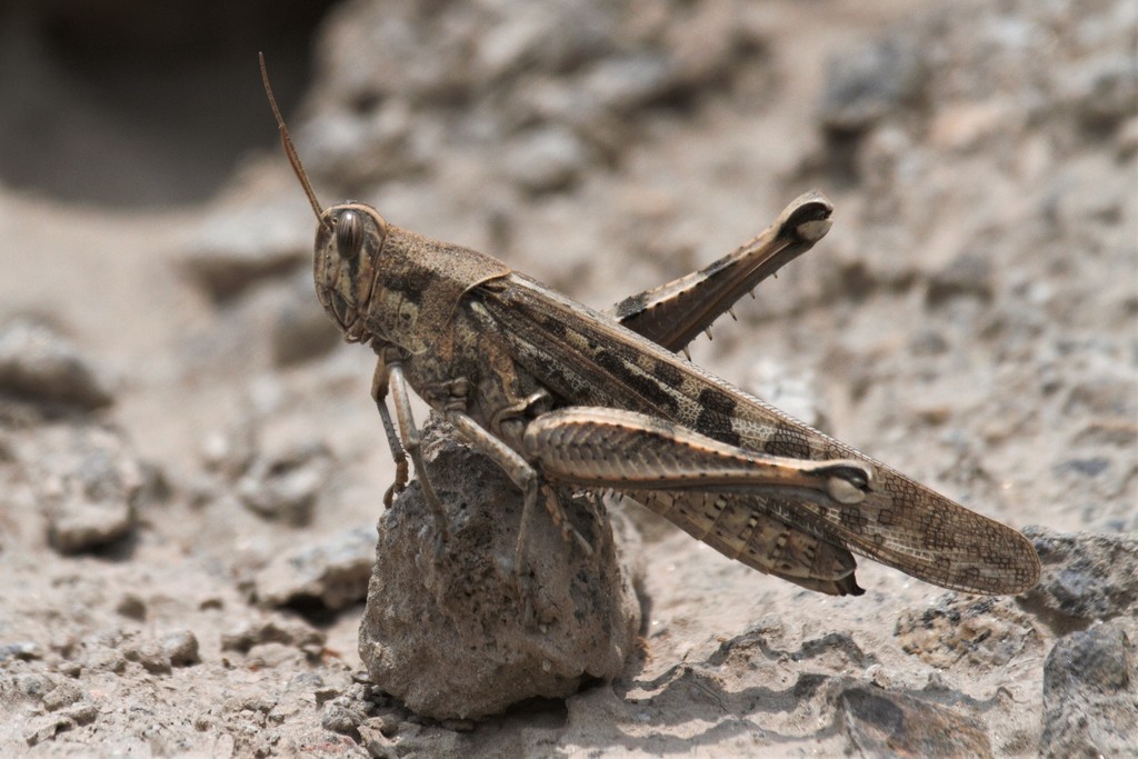 Peruvian Locust