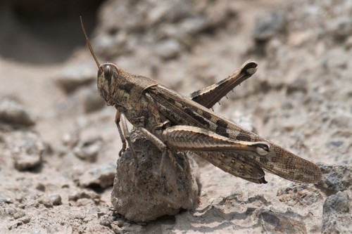 Peruvian Locust