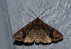 Ichneutica insignis