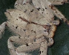 Heteropoda pingtungensis