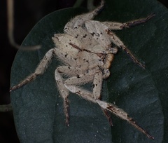 Heteropoda pingtungensis