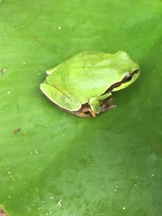 Hyla andersonii