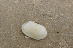 Venerupis galactites