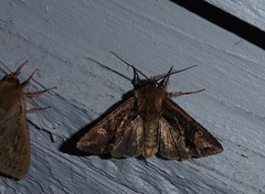 Ichneutica insignis