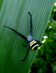 Argiope caesarea