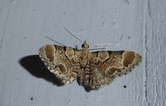 Chloroclystis lichenodes