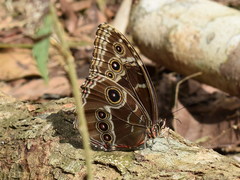 Morpho helenor peleides