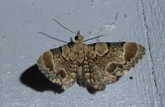 Chloroclystis lichenodes