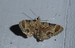 Chloroclystis lichenodes