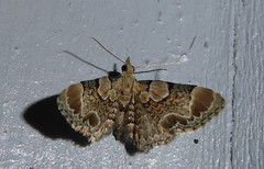 Chloroclystis lichenodes