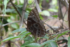 Morpho helenor peleides