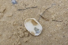 Venerupis galactites