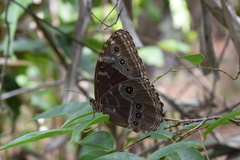 Morpho helenor peleides